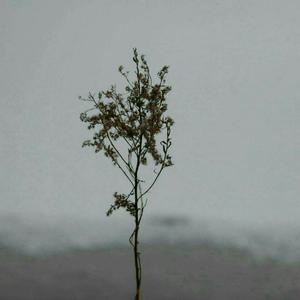 朱丽娅安的毛片
