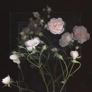 朱丽娅安的毛片
